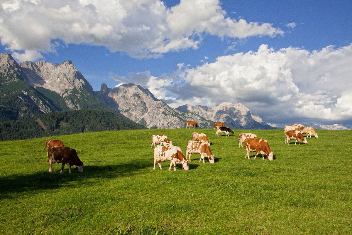 Brixental, Kufstein und Reith